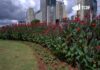Miniatura de Atuação do TCDF promove economia de mais de R$ 50 milhões em licitação para manutenção das áreas verdes do DF 