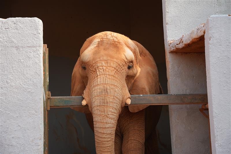 Capa da Matéria: Zoológico de Brasília:  TCDF aponta falhas estruturais e ausência de plano de contenção em caso de fuga dos animais